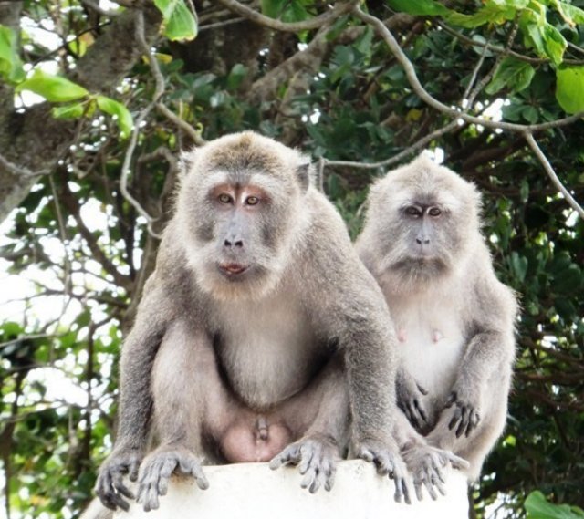 sabangmonkeys.jpg