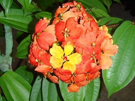 kualalumpurmalaysiannationalflower.jpg