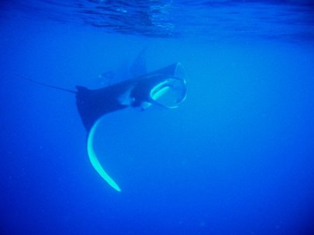 mantaraysoffuliganisland.jpg