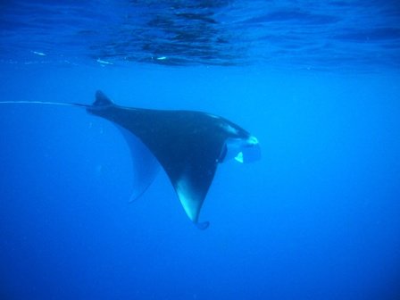 mantaraysoffuliganisland1.jpg