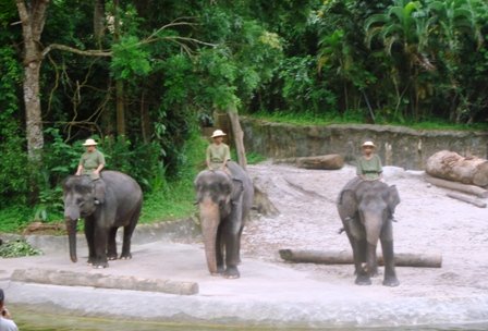 elephantshowsingaporezoo.jpg