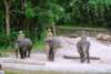 elephantshowsingaporezoo_small.jpg