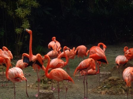 flamingosjurongbirdpark.jpg
