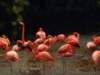 flamingosjurongbirdpark_small.jpg