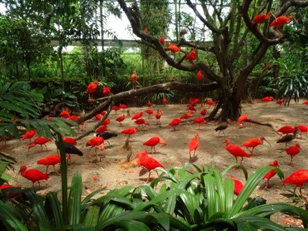 jurongbirdparksingapore.jpg