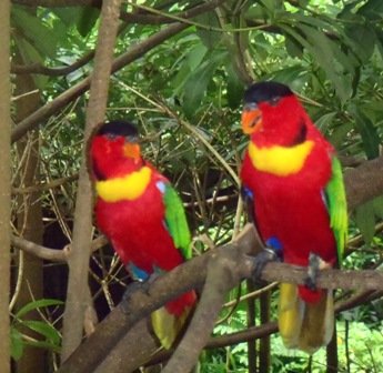 parrotsjurongbirdpark.jpg