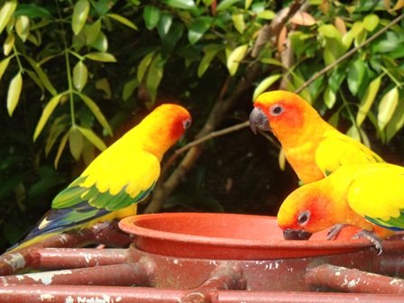 parrotsjurongbirdpark3.jpg