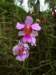 singaporeorchid_small.jpg