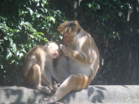 monkeys.jpg