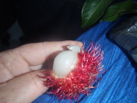 rambutan1.jpg