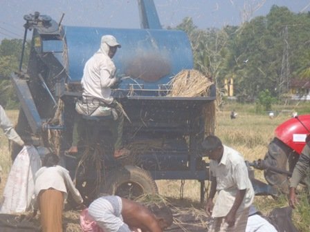 ricethreshingbymachine.jpg