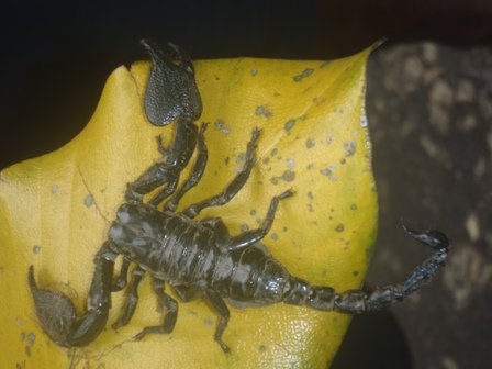 scorpion.jpg