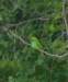 yalanationalparkbluetailedbeeeater_small.jpg