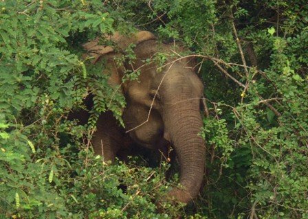 yalanationalparkelephant.jpg