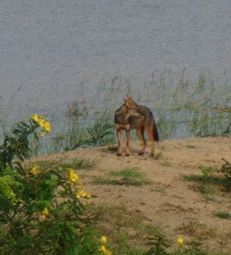 yalanationalparkjackel.jpg