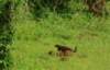 yalanationalparkmongoose_small.jpg