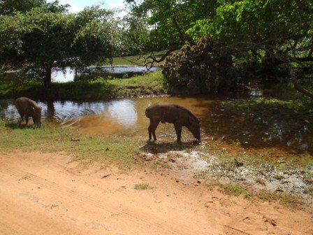 yalanationalparkpigs.jpg