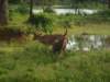 yalanationalparkspotteddeer_small.jpg