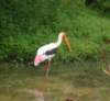 yalanationalparkstork_small.jpg