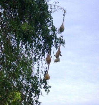 yalanationalparkweaverbirdnests.jpg