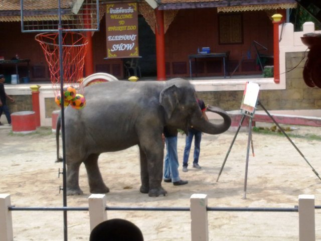 elephantshowphuketzoo1.jpg
