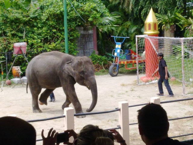 elephantshowphuketzoo2.jpg