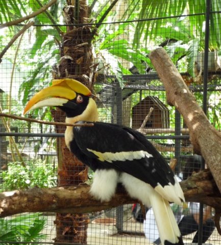 hugehornbill.jpg