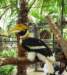 hugehornbill_small.jpg