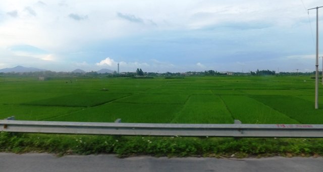 vietnamricepaddies.jpg